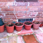 Front porch flower pots.